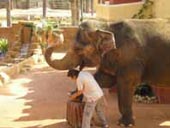 Elephant Show